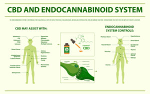 What is the Endocannabinoid System (ECS)